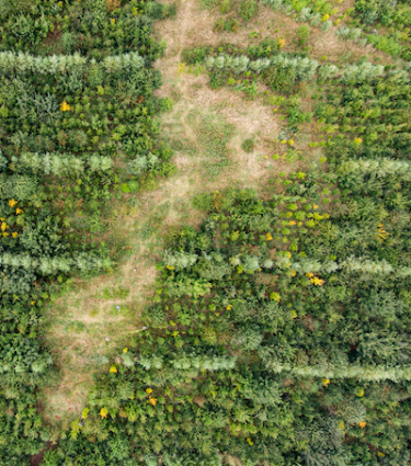Åbo Skov 400x453