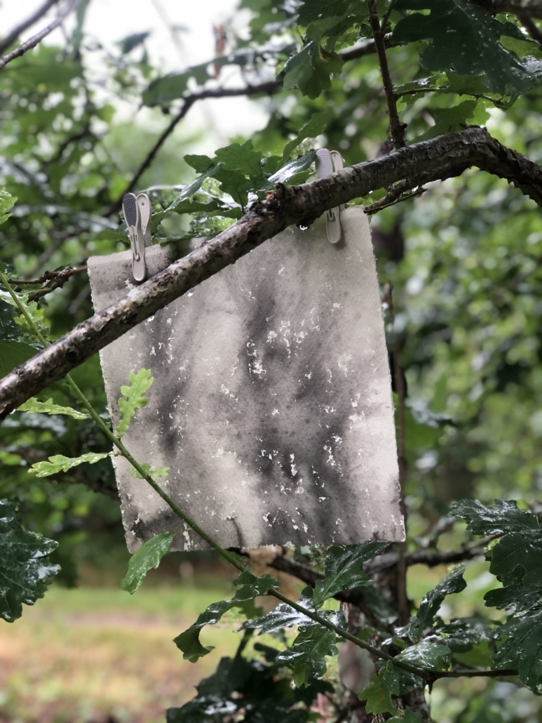 Cyanotype drawing. Photo: Elizabeth Donovan