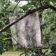 Cyanotype drawing. Photo: Elizabeth Donovan