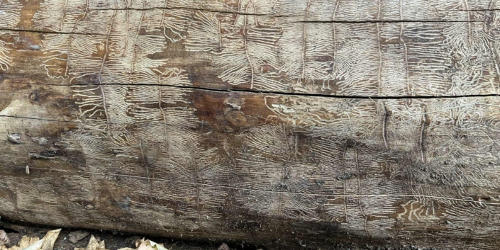 Trastamme-Udsyn-2026-Foto-Laerke-Bjerg-Poulsen-19 Træstamme